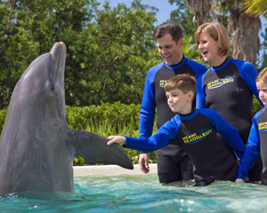 Swim With Dolphins Miami